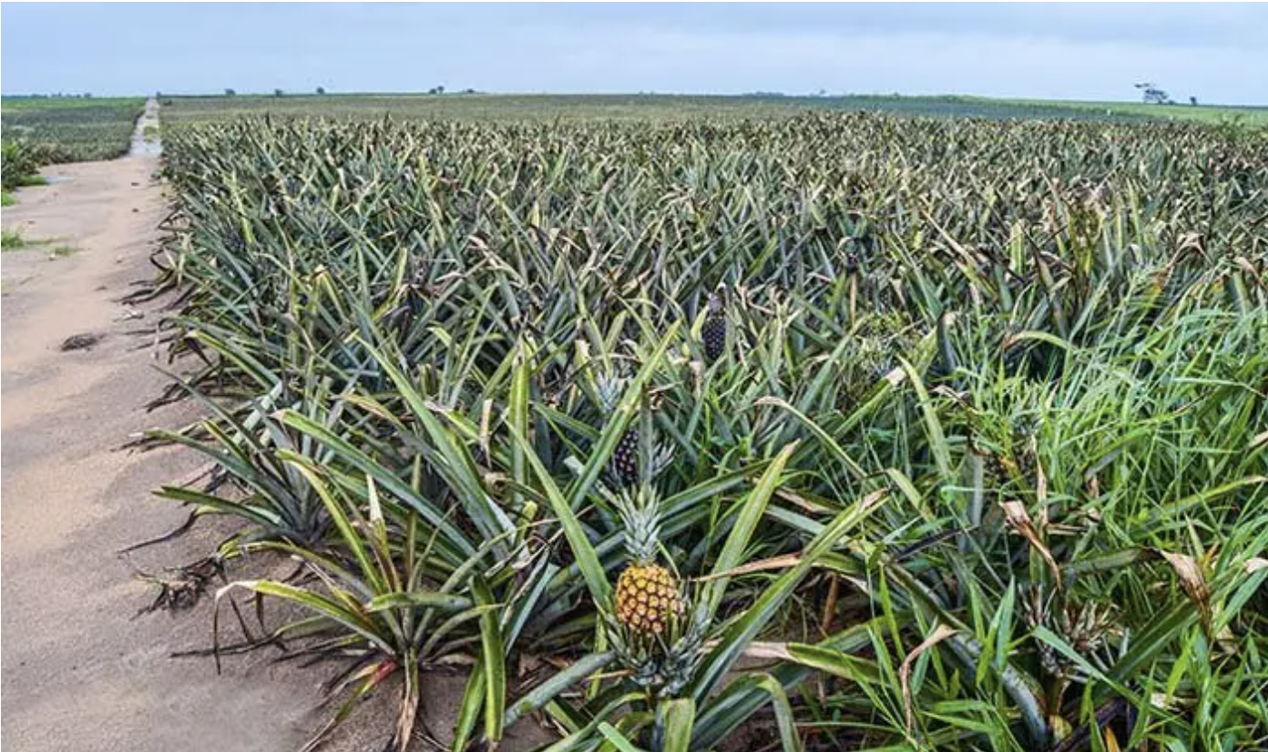 Plantação de Abacaxi